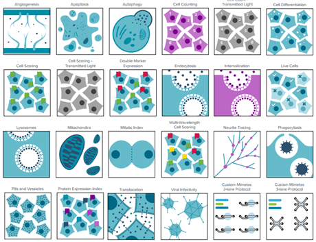 Hệ thống phân tích tế bào tự động dựa trên hình ảnh ImageXpress® Pico